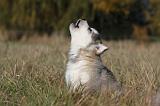 ALASKAN MALAMUTE 482